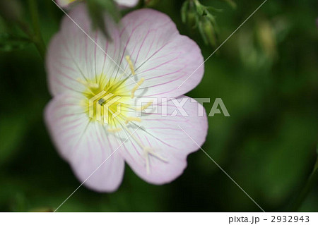 花 花 2932943