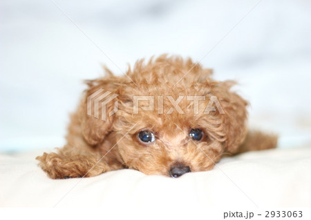 トイプードル 2933063