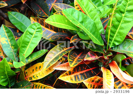 クロトン クロトン 2933196