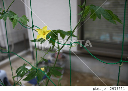 我が家の家庭菜園 2933251