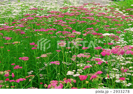 花畑 花畑 2933278
