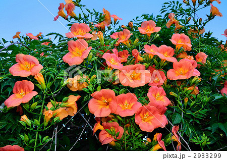 ノーゼンカズラ　　夏の花　　満開 2933299