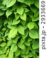 葉っぱ 2933669