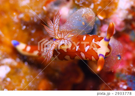 ウミウシ 2933778