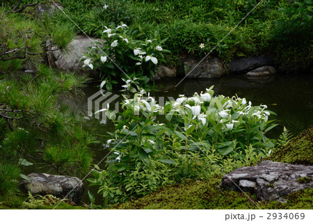 両足院、半夏生の庭 2934069