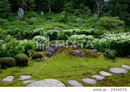 両足院、半夏生の庭 2934070