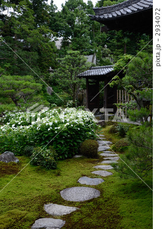 両足院、半夏生の庭 2934072