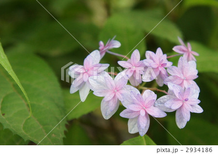 紫陽花 星咲きエゾアジサイ 紫陽花 星咲きエゾアジサイ 2934186