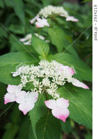 紫陽花 紅ガク 紫陽花 紅ガク 2934219