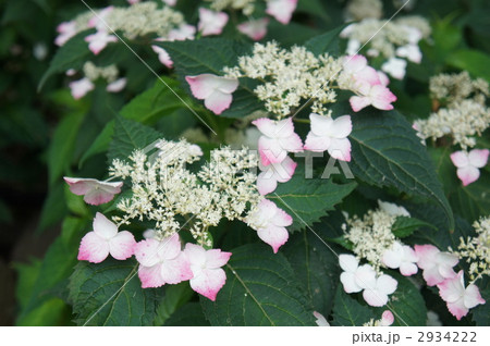 紫陽花 紅ガク 紫陽花 紅ガク 2934222