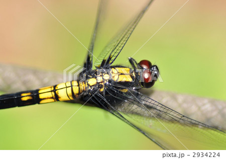 オオシオカラトンボのメス 2934224