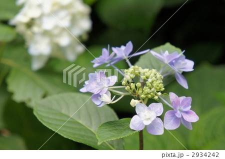 紫陽花　城ヶ崎 2934242