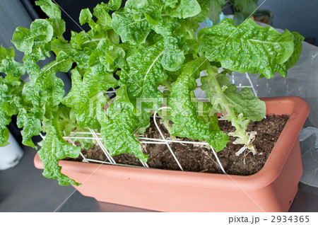 サニーレタス　手作り野菜 2934365