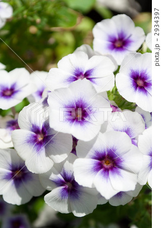 フロックス 2934397