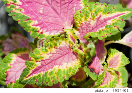 コリウス 2934401