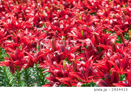 スカシユリ・ブラックアウト スカシユリ・ブラックアウト 2934413