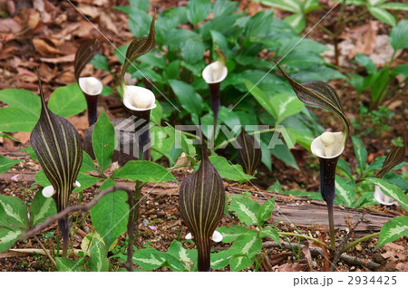 ユキモチソウー3 ユキモチソウー3 2934425