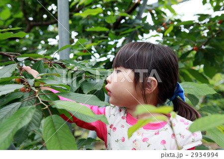 サクランボ狩り サクランボ狩り 2934994