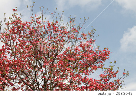 ハナミズキ ハナミズキ 2935045