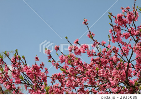 キクモモ キクモモ 2935089