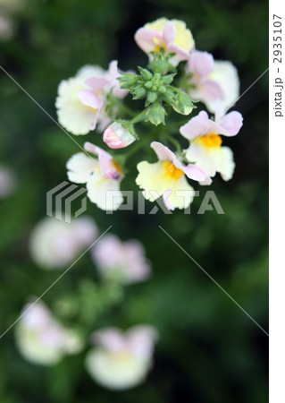 ネメシア・サンサシア ネメシア・サンサシア 2935107