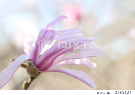 シデコブシ シデコブシ 2935124