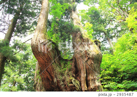 巨木 2935487