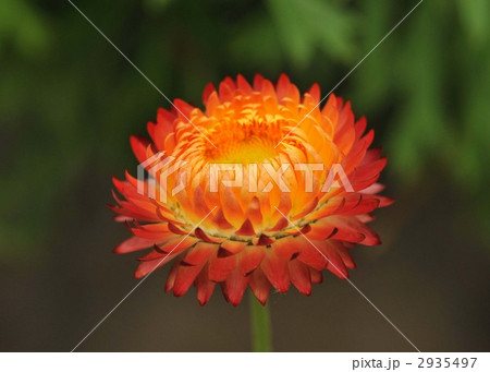 ムギワラギク　ヘリクリサム 2935497