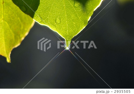 雫 若葉 雫 若葉 2935505