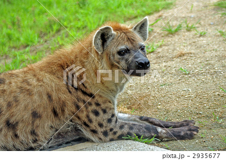 ブチハイエナ 2935677