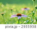 エキナセアの花 2935938
