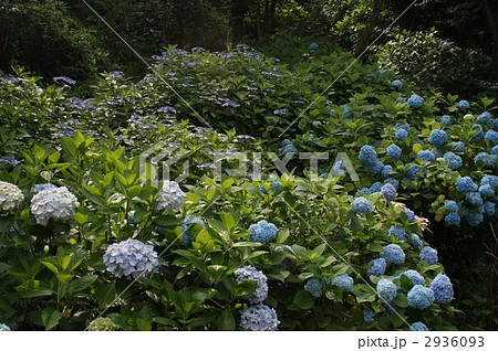 ぬかた園地のあじさい ぬかた園地のあじさい 2936093