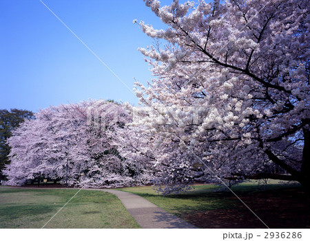 砧公園の桜 砧公園の桜 2936286