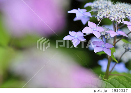 村木沢あじさい参道・紫陽花 村木沢あじさい参道・紫陽花 2936337