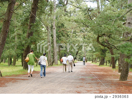 松林散歩 2936363