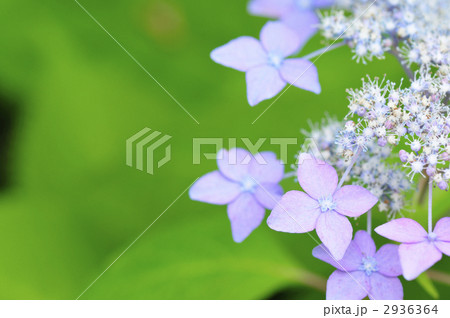 村木沢あじさい参道・紫陽花 2936364