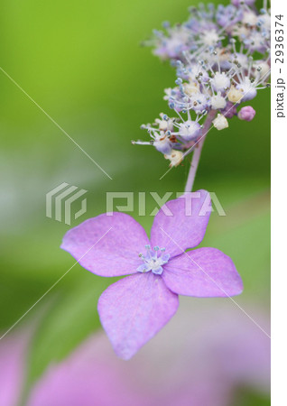 村木沢あじさい参道・紫陽花 2936374