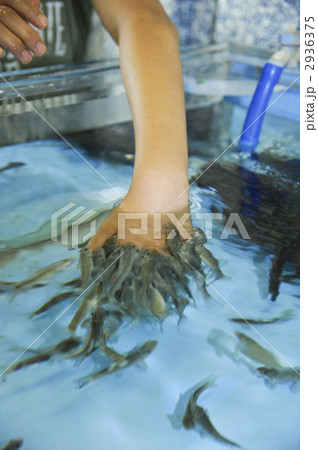 ドクターフィッシュ 2936375