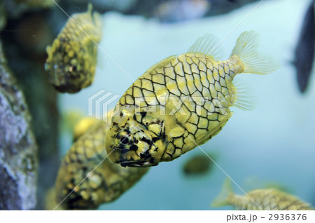 マツカサウオ 2936376