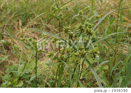 蚊帳吊り草 2936590