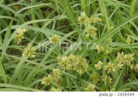 蚊帳吊り草 蚊帳吊り草 2936594