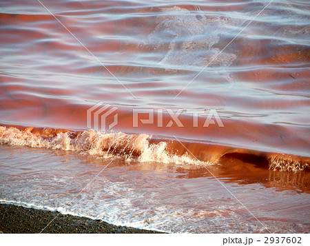 赤潮 赤潮 2937602