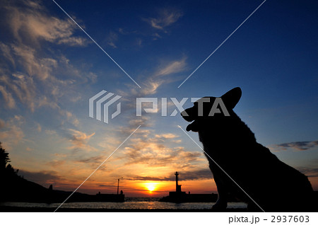 夕日にシルエット 2937603