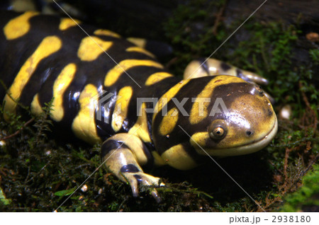 タイガーサラマンダー タイガーサラマンダー 2938180