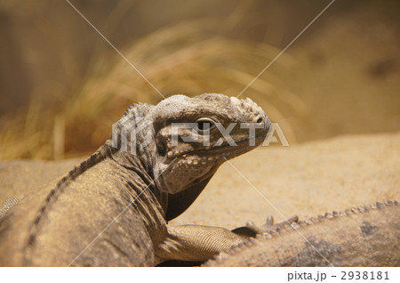 サイイグアナ サイイグアナ 2938181