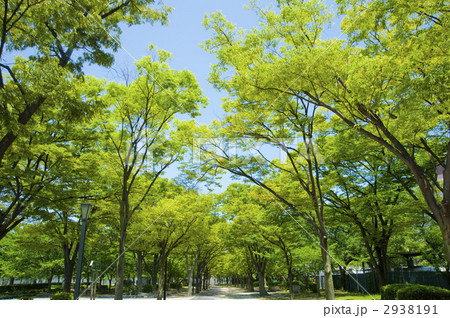 新緑 新緑 2938191