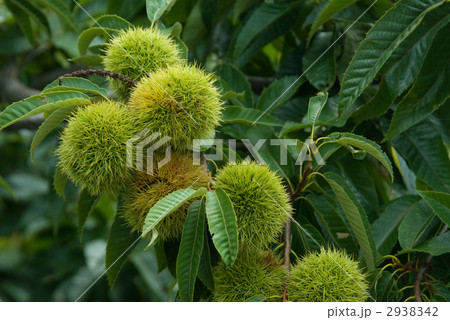 いがぐり 2938342