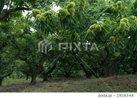 いがぐり いがぐり 2938348