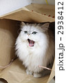 袋のなかで笑顔の猫 2938412