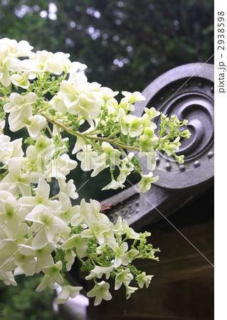 瓦と紫陽花 瓦と紫陽花 2938598